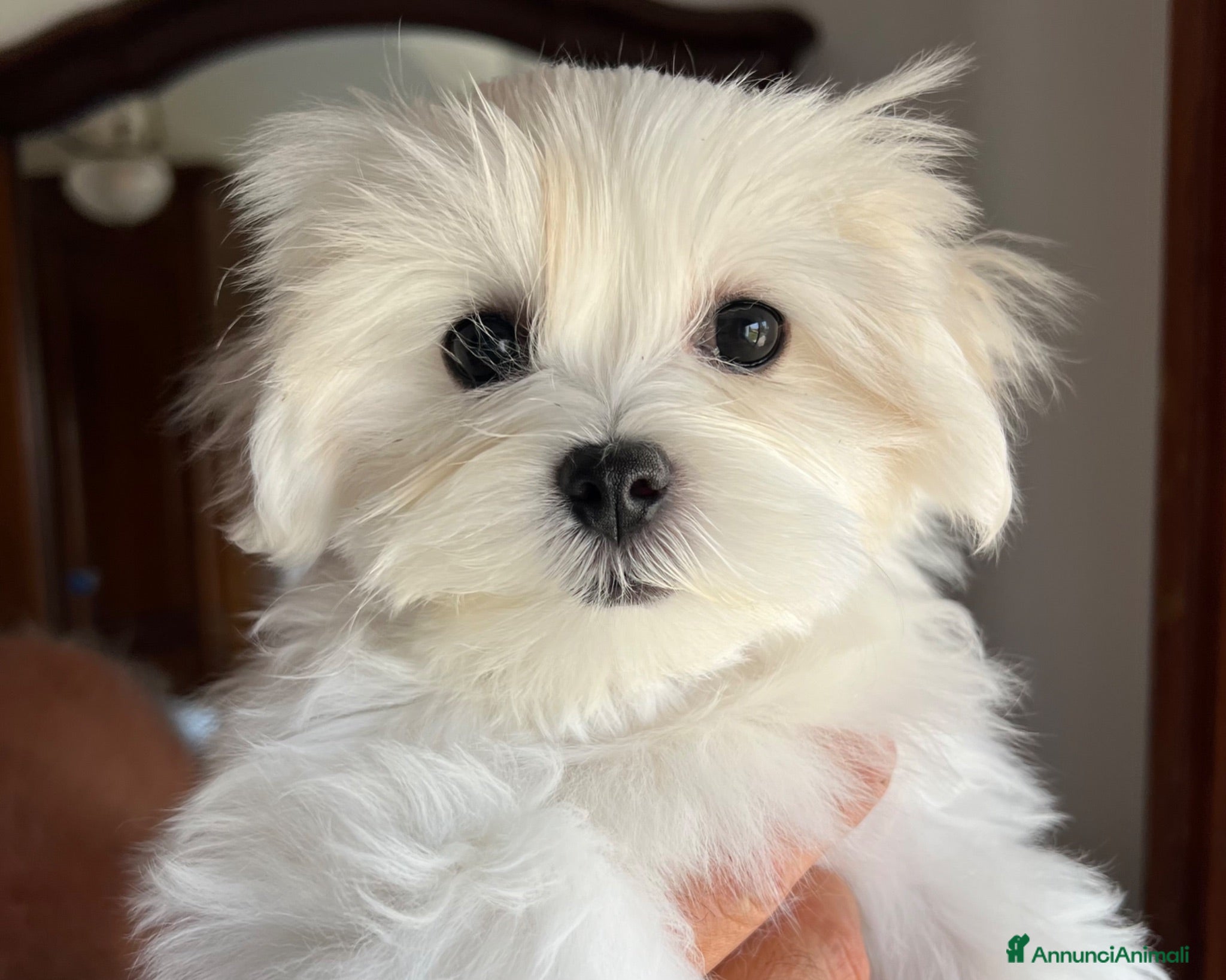 Maltese cani Cucciolo di maltese con pedigree ENCI  - Annuncio 6