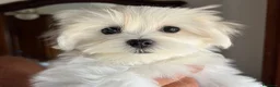 Maltese cani in vendita: Cucciolo di maltese con pedigree ENCI  - Annuncio 1