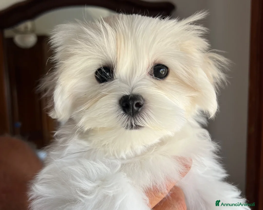 Maltese cani in vendita: Cucciolo di maltese con pedigree ENCI  - Annuncio 1