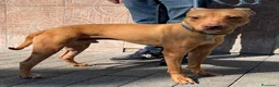 Meticcio cani in regalo: CARLETTO PIT BULLINO - Annuncio 19