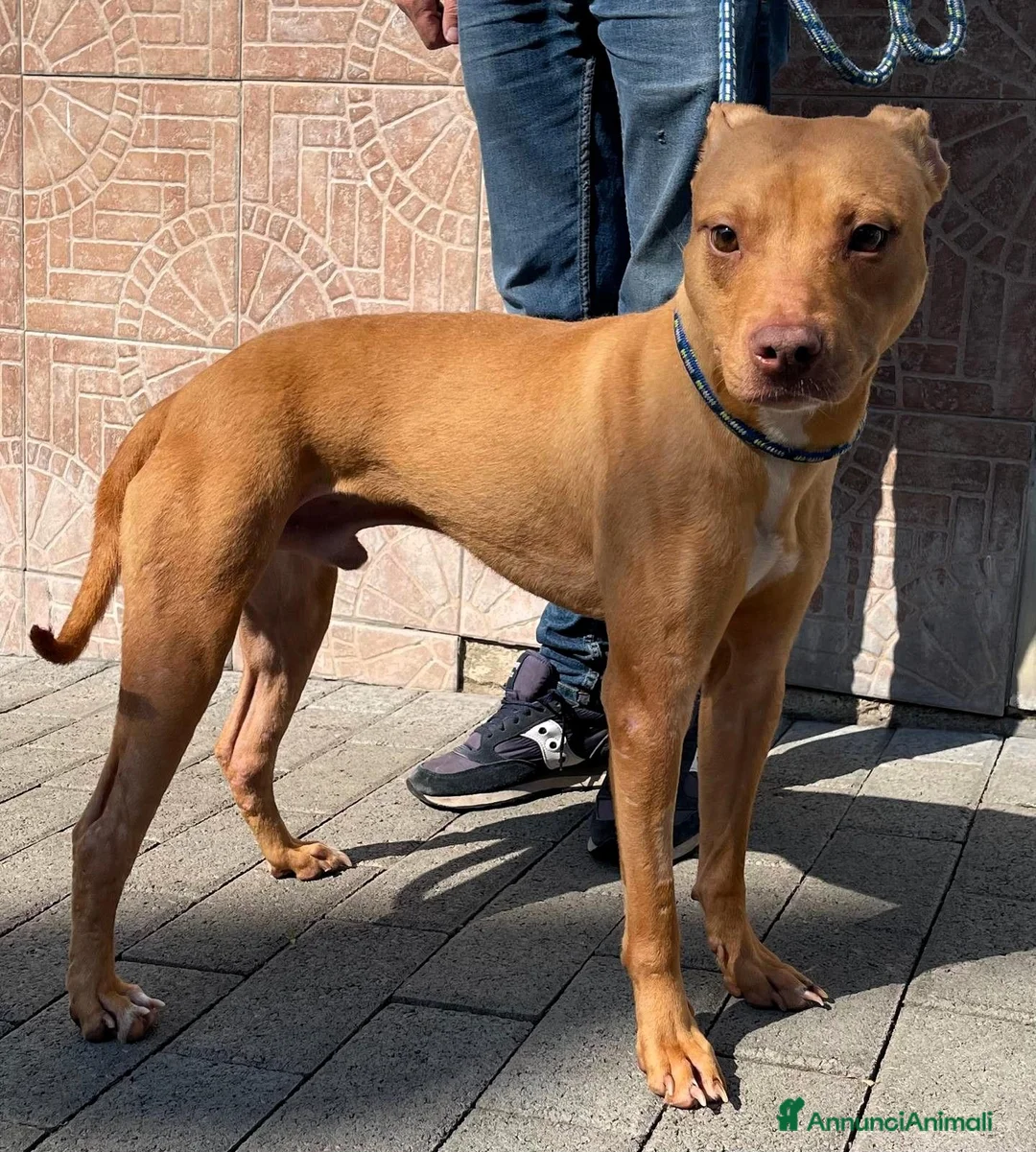 Meticcio cani in regalo: CARLETTO PIT BULLINO - Annuncio 19