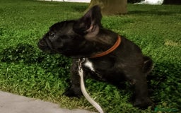 Bulldog Francese cani in vendita: Stupendi cuccioli bouledogue francese  a Provincia di Massa e Carrara - Immagine 2