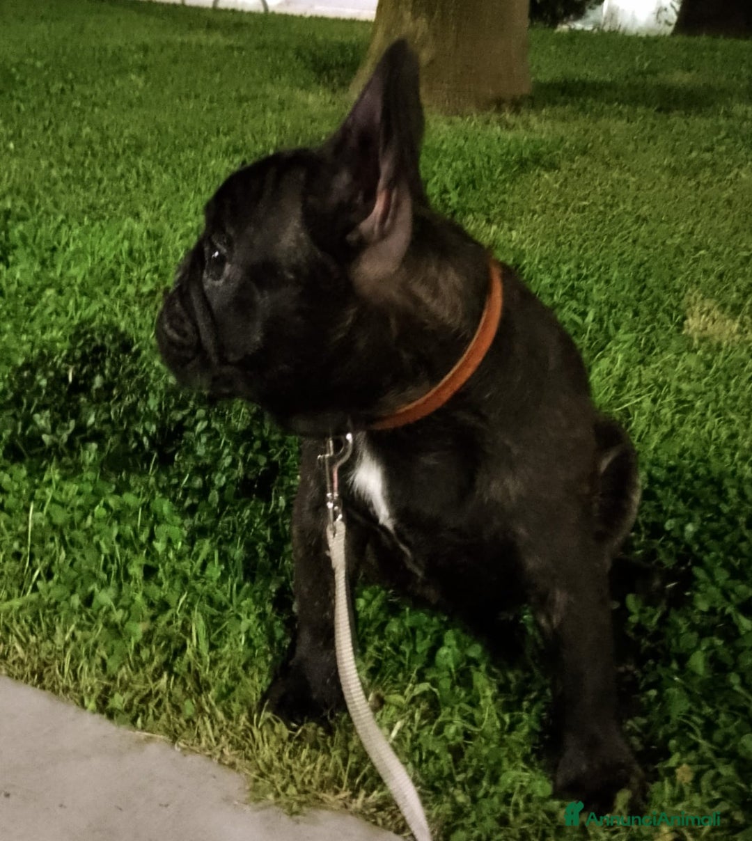 Bulldog Francese cani in vendita: Stupendi cuccioli bouledogue francese  a Provincia di Massa e Carrara - Immagine 2
