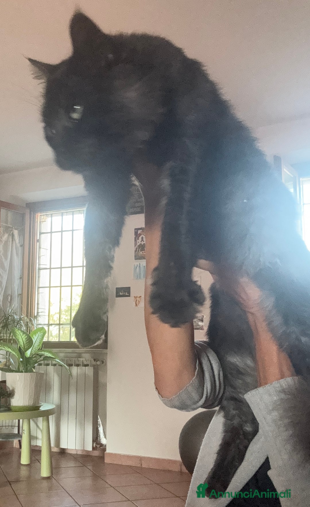 Maine Coon gatti per accoppiamento: Stallone Black smoke Maine Coon Per accopiamento a Provincia di Brescia - Annuncio 7