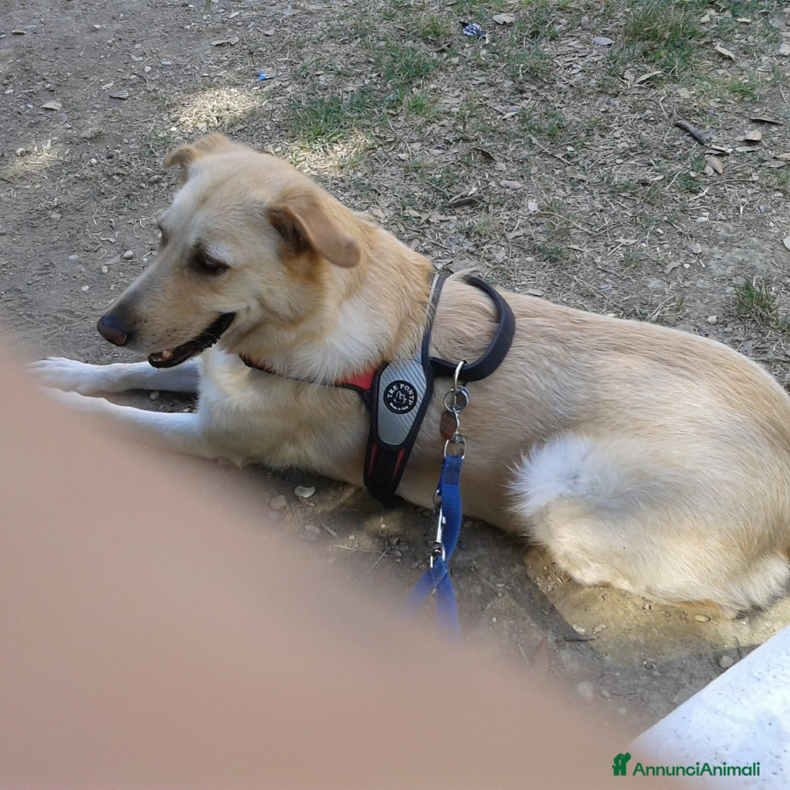 Labrador cani Rocky, dolcissimo, simil labrador, cerca casa a Città metropolitana di Roma Capitale - Annuncio 11