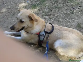 Labrador cani Rocky, dolcissimo, simil labrador, cerca casa a Città metropolitana di Roma Capitale - Annuncio 1