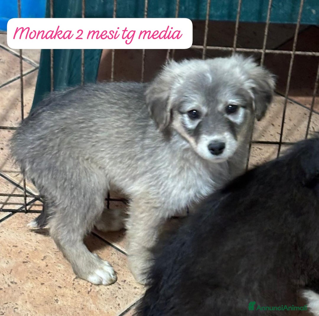 Meticcio cani in regalo: Tanti bellissimi cuccioli da salvare  - Annuncio 8