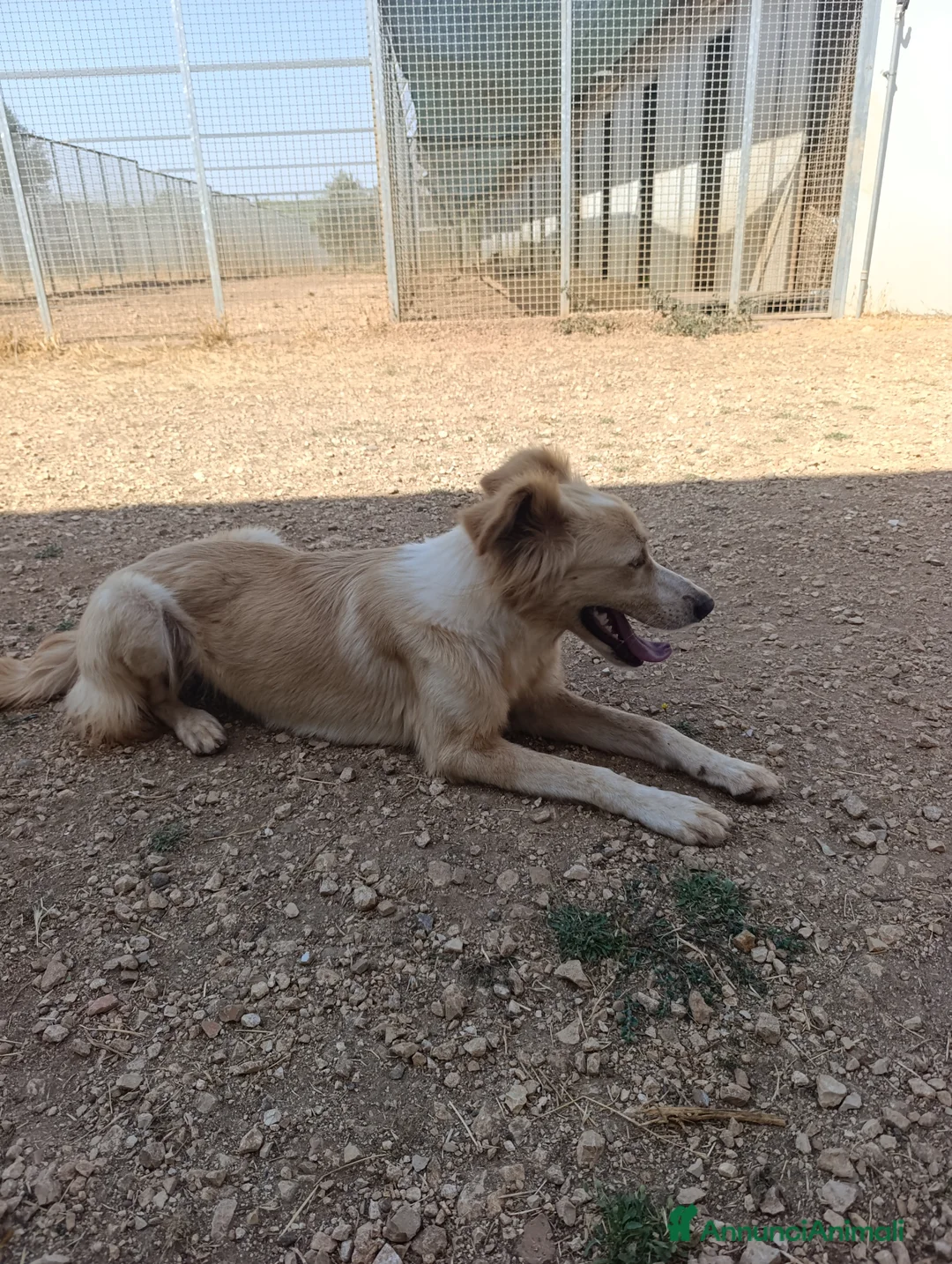 Meticcio cani in regalo: Chantal - Annuncio 2