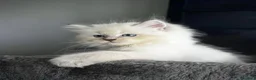 Ragdoll gatti in vendita: Bellissimi cuccioli di ragdoll - Annuncio 3