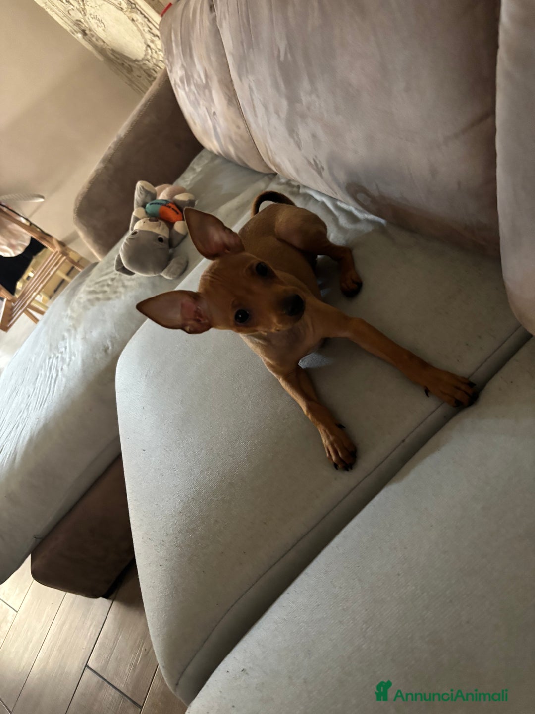 Pinscher Miniatura cani in vendita: Pinscher nano  - Annuncio 2