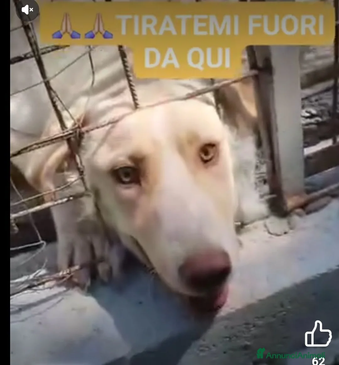 Meticcio cani in regalo: 2anni occhi ambra tg grande era liberoSOS CAMPANIA - Annuncio 8
