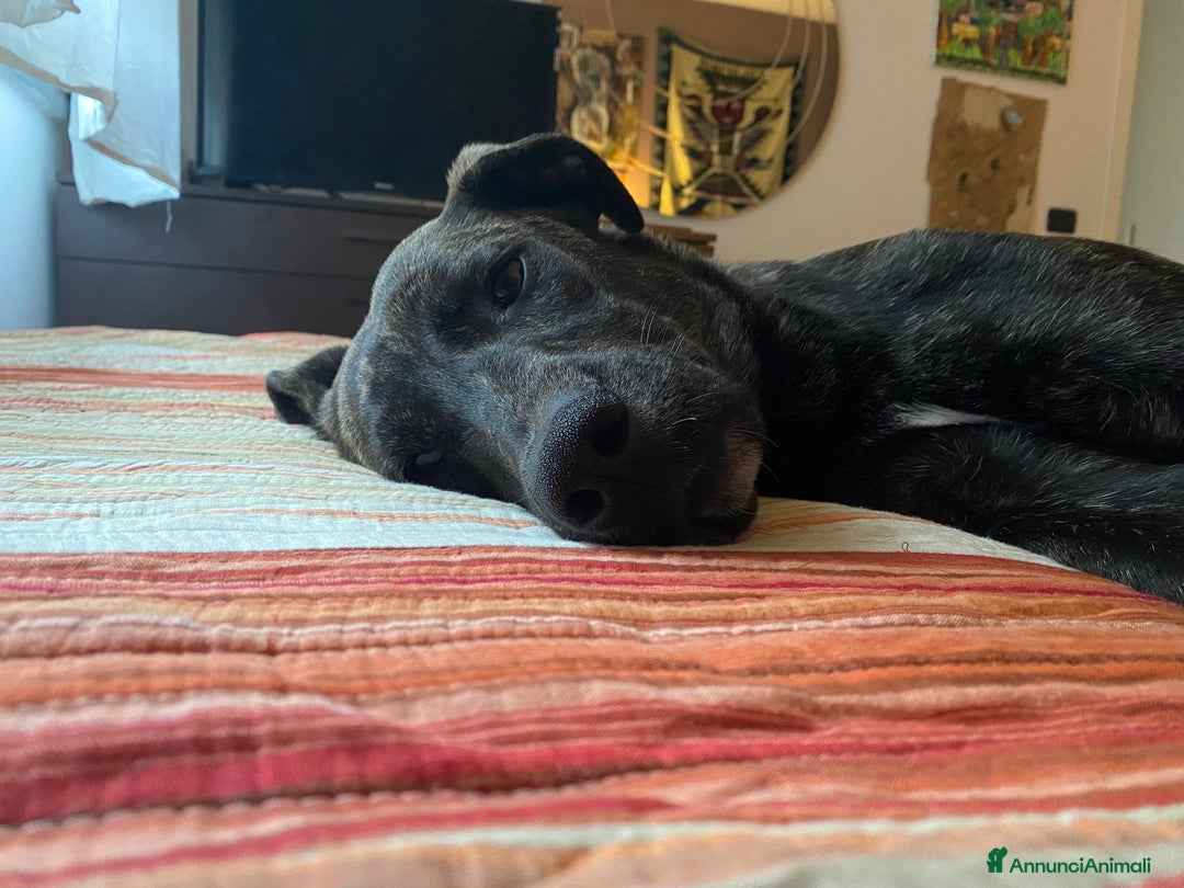 Meticcio cani in regalo: Dolce cucciola cerca casa amorevole - Annuncio 4