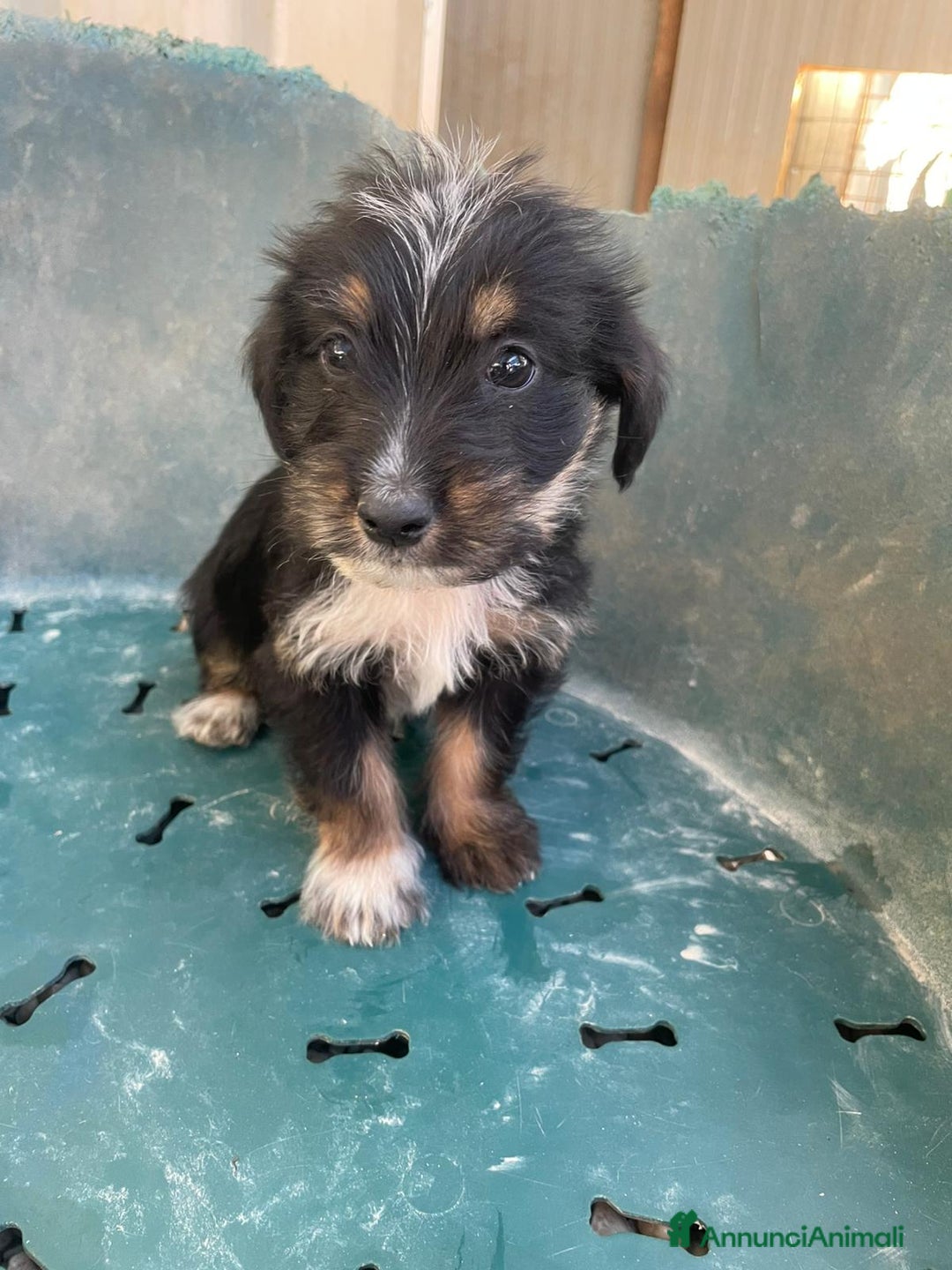 Meticcio cani in regalo: DIAMANTE E SMERALDO - Annuncio 15