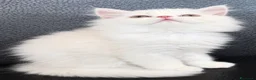 Persiano gatti in vendita: Bellissimi gattini Persiani disponibili  a Città Metropolitana di Venezia - Annuncio 5
