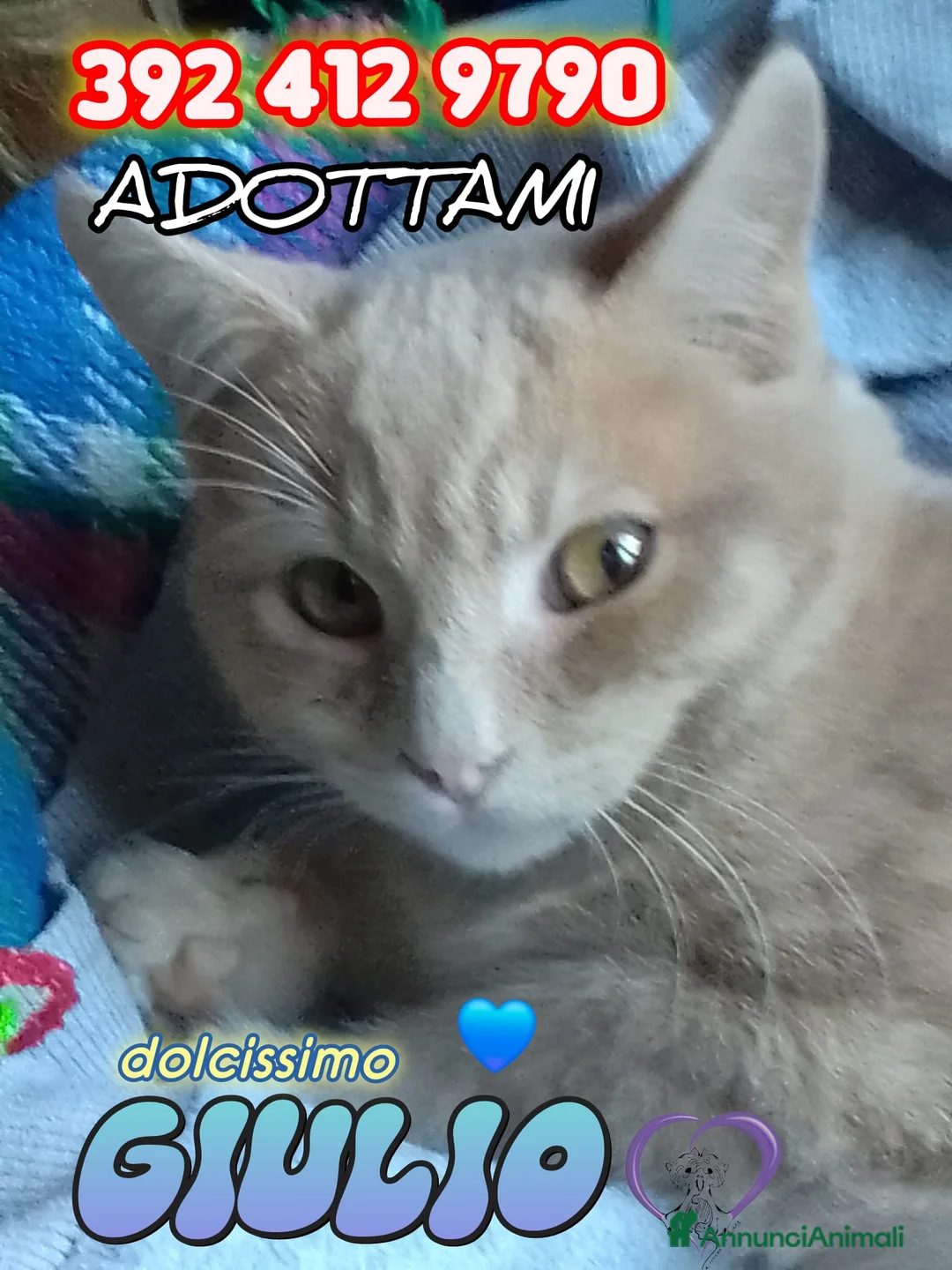 Europeo gatti in regalo: GIULIO DOLCISSIMO GATTINO - Annuncio 3