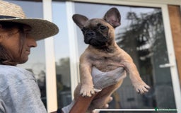 Bulldog Francese cani in vendita: Bulldog francese femmina fulva a Città metropolitana di Milano - Immagine 3