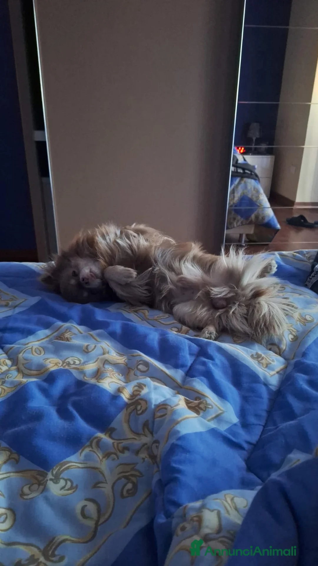 Chihuahua cani per accoppiamento: CHIUAHUA LILAC PELO LUNGO  a Provincia di Chieti - Annuncio 7