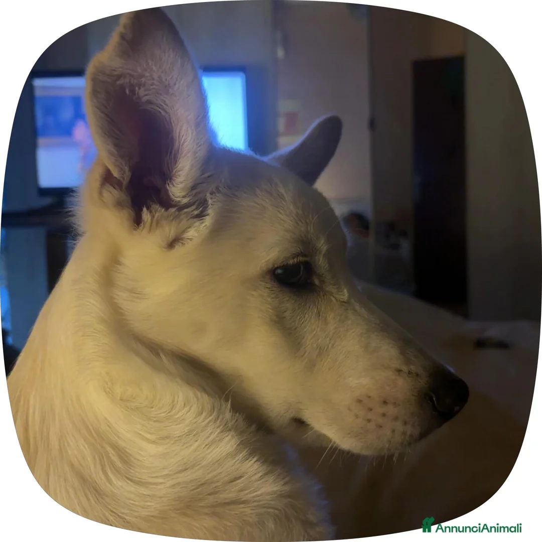 Meticcio cani in regalo: ADOZIONE URGENTISSIMA!  - Annuncio 7