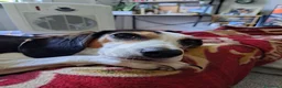 Meticcio cani in regalo: Tanti cuccioli da salvare  a Città Metropolitana di Bologna - Annuncio 2