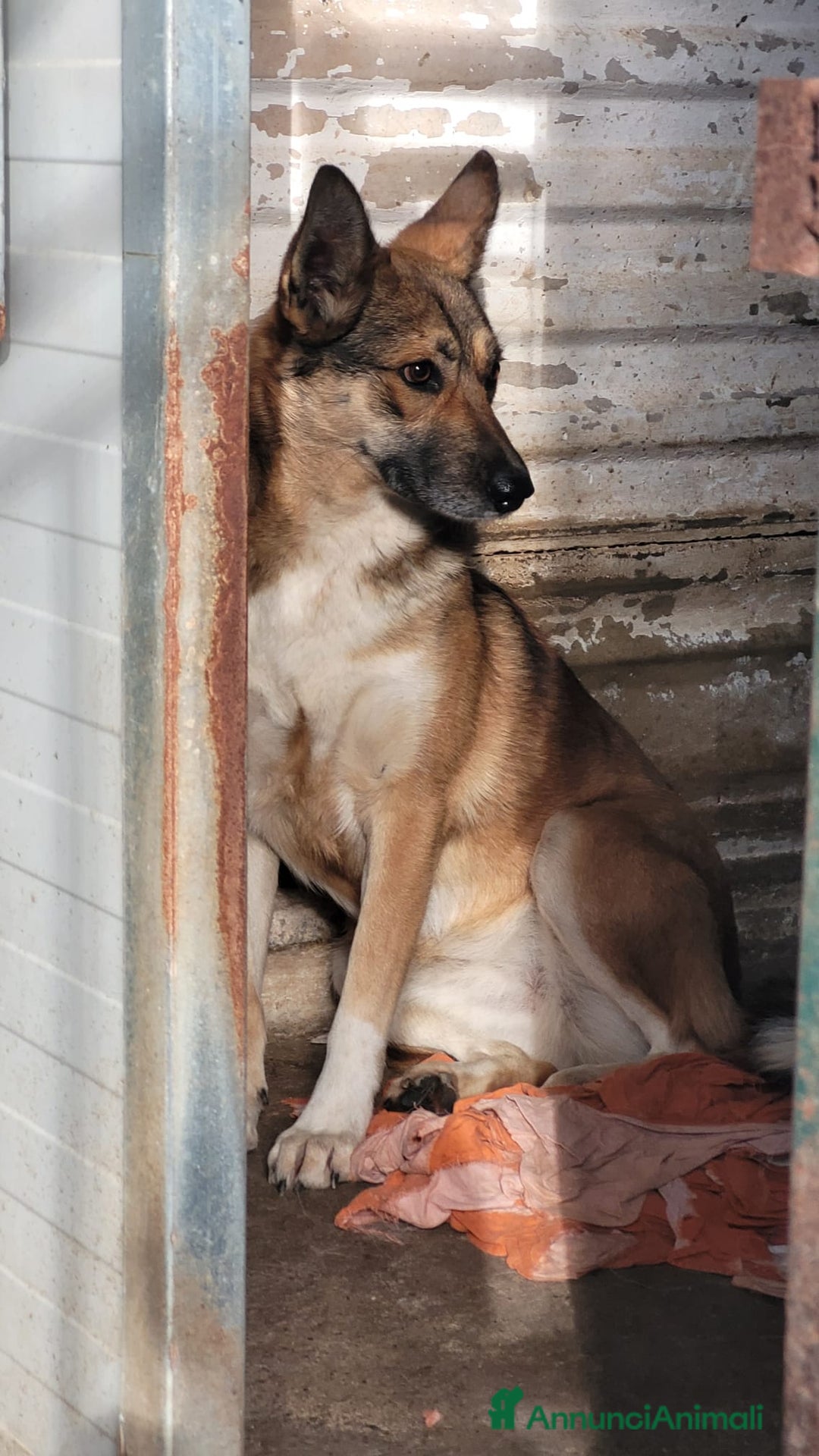 Meticcio cani in regalo: Splendida Lupetta ANAIS a Città metropolitana di Milano - Annuncio 4