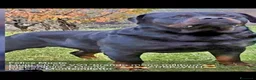 Rottweiler cani in vendita: Cuccioli rottweiler  - Annuncio 16