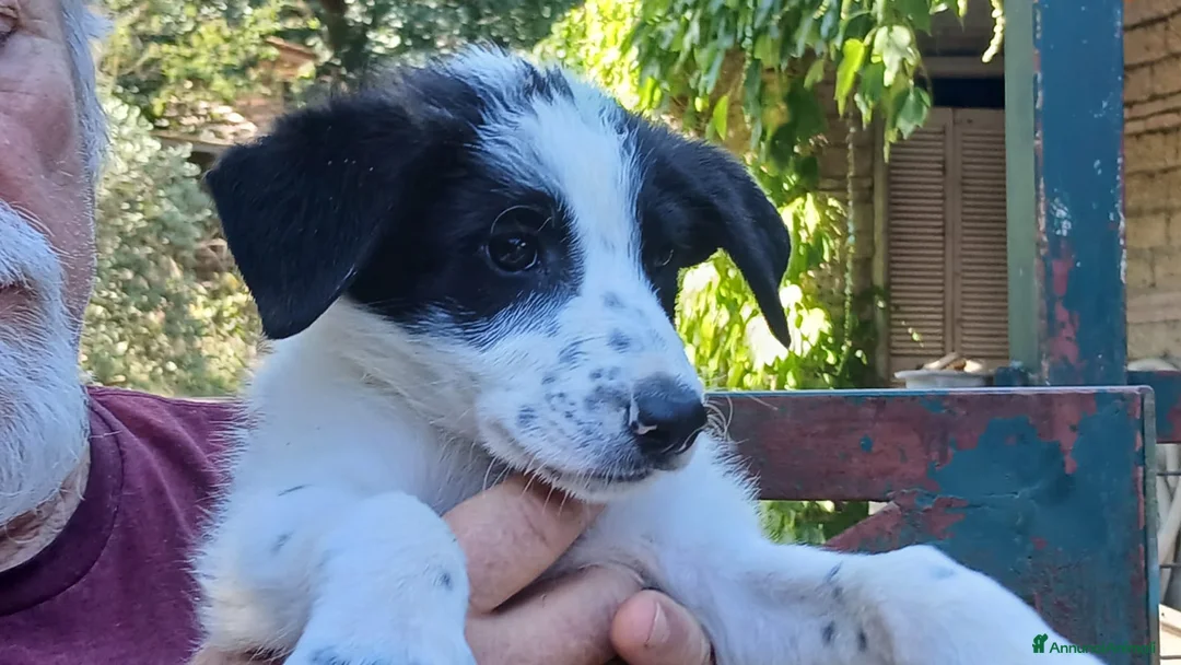 Meticcio cani in regalo: LA SPLENDIDA BELIDA HA BISOGNO DI UNA CASA - Annuncio 4