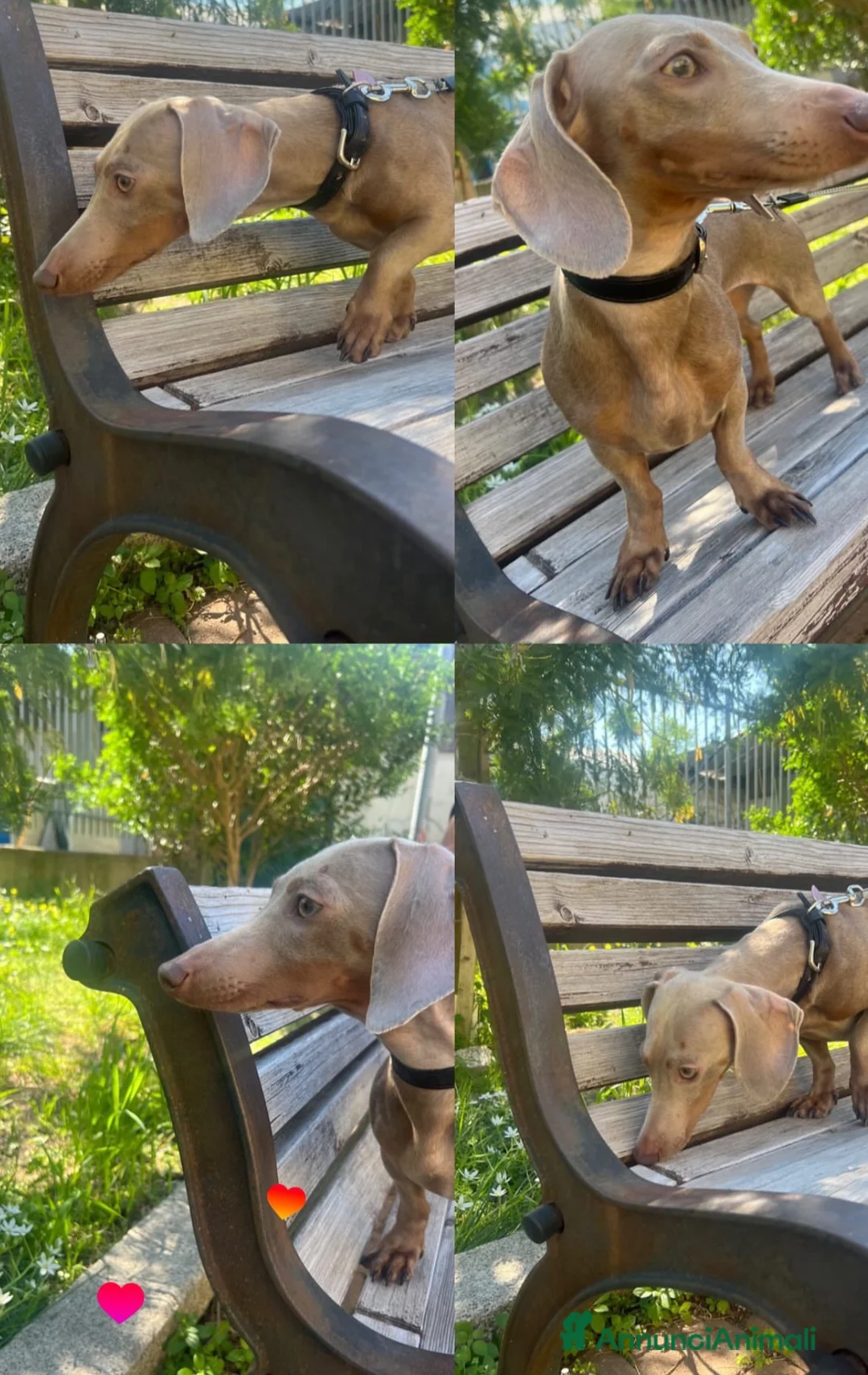 Meticcio cani in vendita: Cucciolata  - Annuncio 1