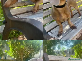 Meticcio cani Cucciolata - Annuncio 1