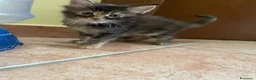 Maine Coon gatti in vendita: MAINE COON SHADED PREGIATI cuccioli  - Annuncio 18