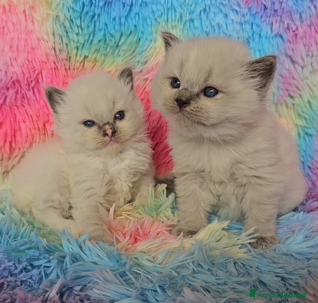 Immagine della galleria {{count}}