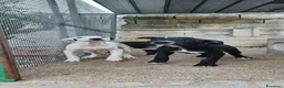 American Staffordshire cani in vendita: Cuccioli Amstaff 250 con pedigree  a Città Metropolitana di Bari - Annuncio 3