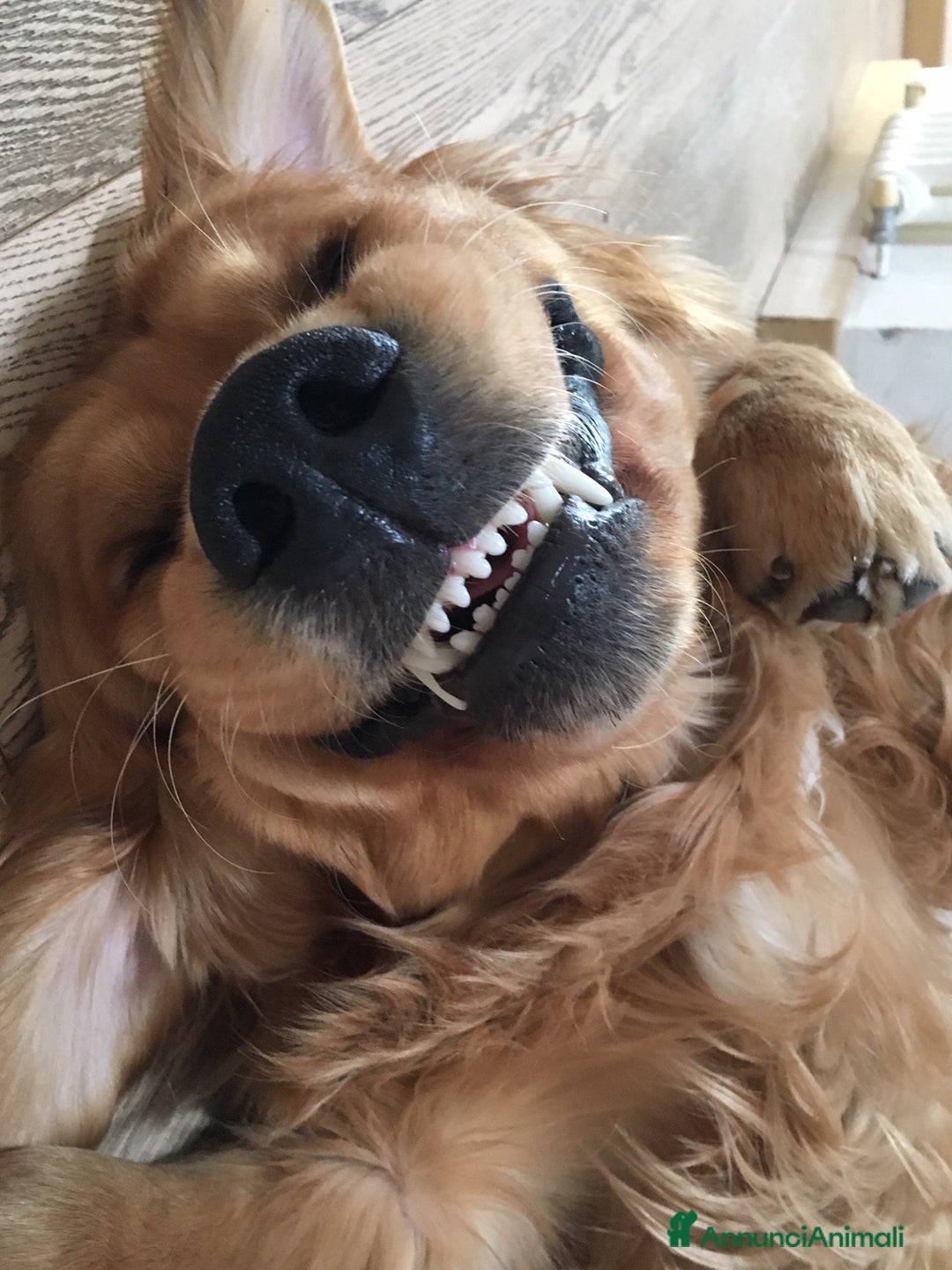 Golden Retriever cani per accoppiamento: Golden Retriever maschio, Ettore, cerca fidanzata  a Città Metropolitana di Torino - Annuncio 3