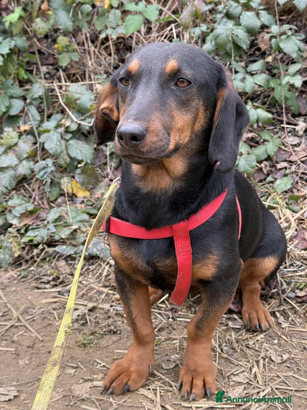Meticcio cani in regalo: SUSY, nanetta timidina ma dolcissima! Tg PICCOLA. - Annuncio 1