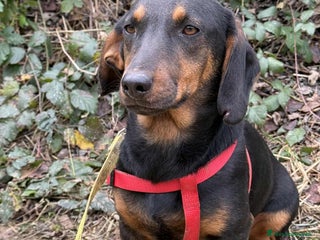 Meticcio cani SUSY, nanetta timidina ma dolcissima! Tg PICCOLA. - Annuncio 8