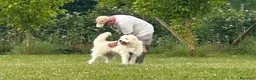 Meticcio cani in regalo: ABBANDONATO DALLA SUA FAMIGLIA  a Provincia di Ferrara - Annuncio 3