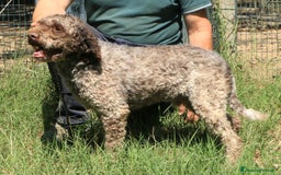 Lagotto cani in vendita: Lagotto romagnolo - maschio adulto 2 a Provincia di Ravenna - Immagine 6