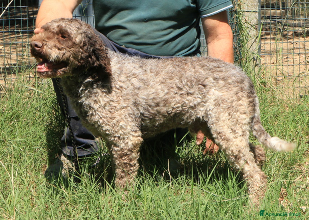 Lagotto cani in vendita: Lagotto romagnolo - maschio adulto 2 a Provincia di Ravenna - Annuncio 6