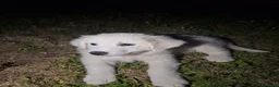 Pastore Abbruzzese Maremmano cani in vendita: Cuccioli di pastore maremmano - Annuncio 4