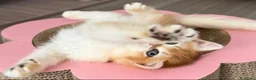 British gatti in vendita: Magnifici cuccioli di british shorthair golden - Annuncio 7