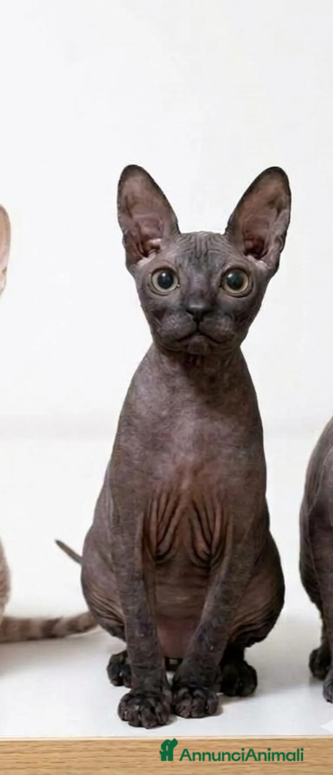 Sphynx gatti in vendita: Cuccioli donskoy sphynx  - Annuncio 6