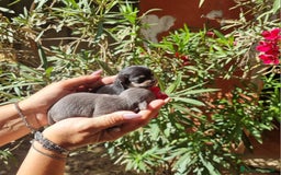 Chihuahua cani in vendita: Cuccioli di  chihuahua  a Città Metropolitana di Torino - Immagine 7