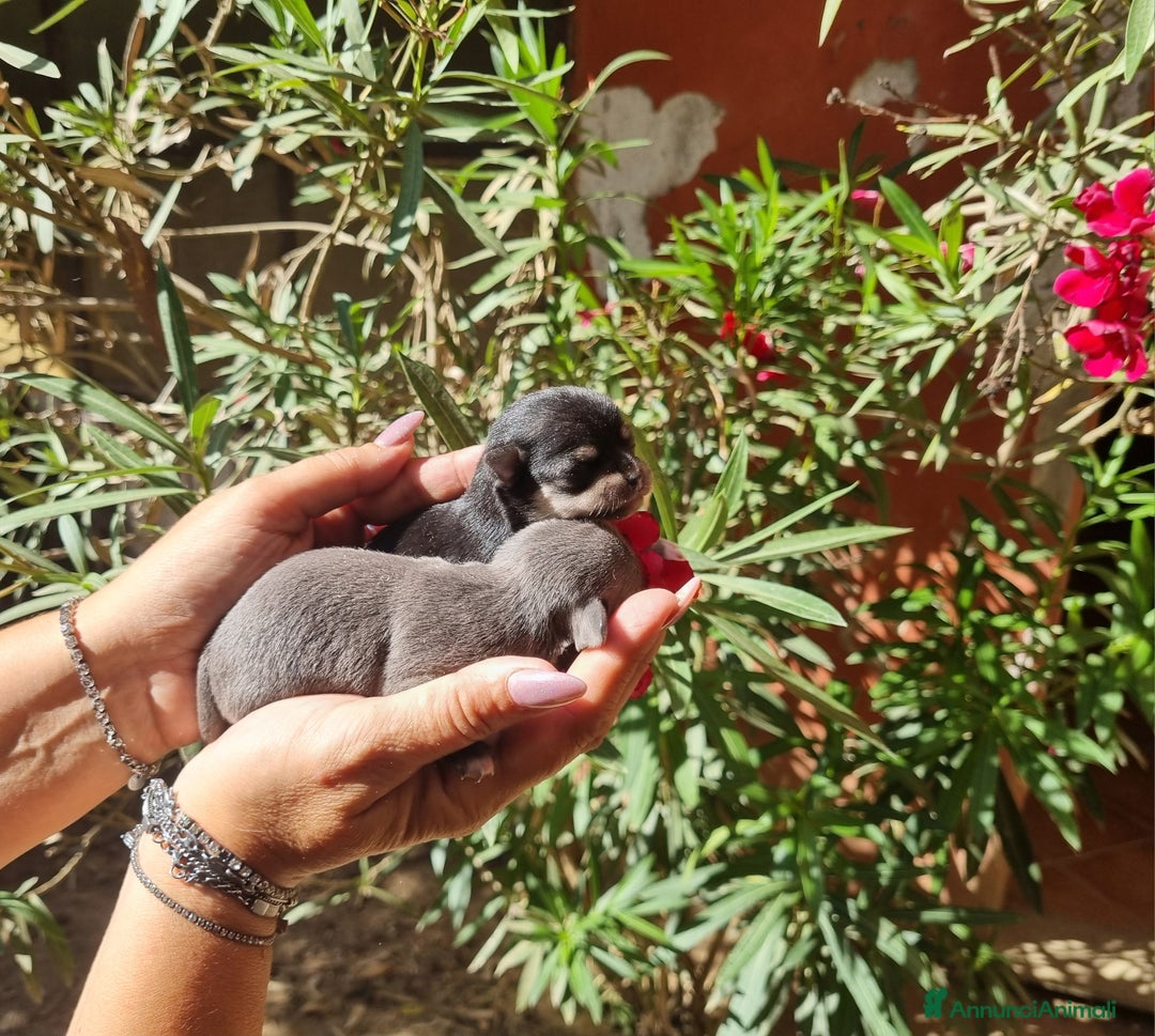 Chihuahua cani in vendita: Cuccioli di  chihuahua  a Città Metropolitana di Torino - Immagine 7