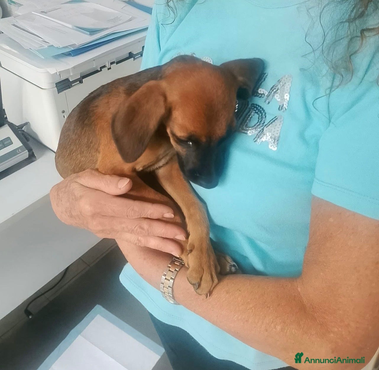Segugio cani Titti dolcissima simil segugina  - Annuncio 12