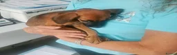Segugio cani in regalo: Titti dolcissima simil segugina  - Annuncio 1