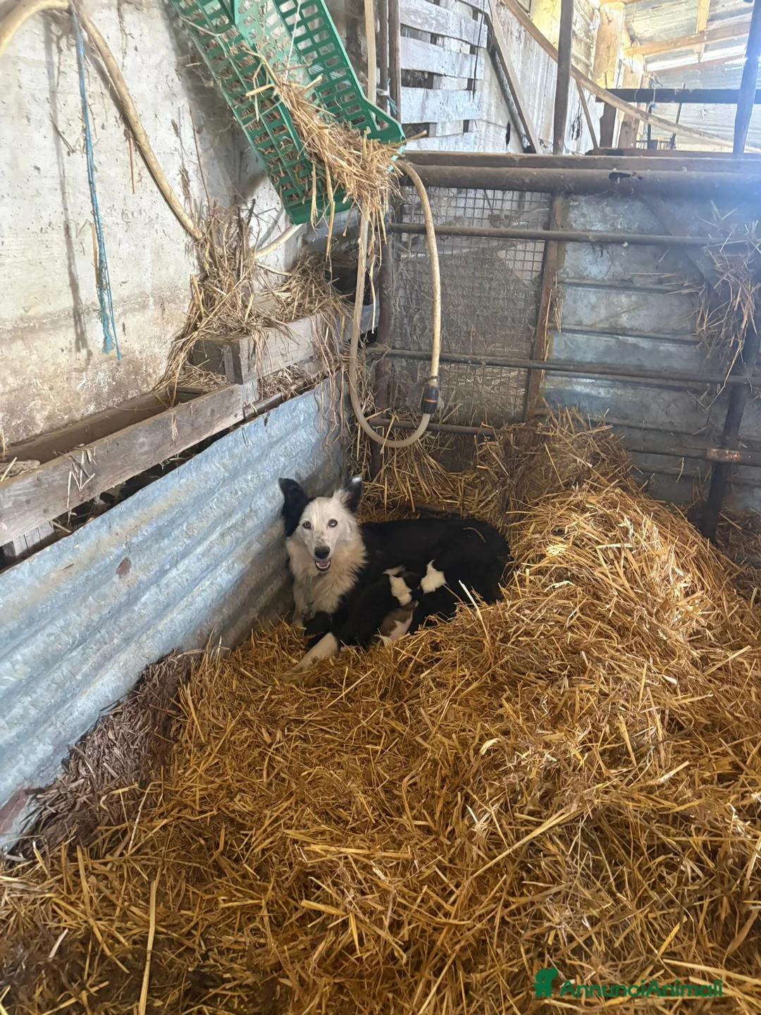 Meticcio cani in vendita: Incrocio cuccioli Border Collie  - Annuncio 8