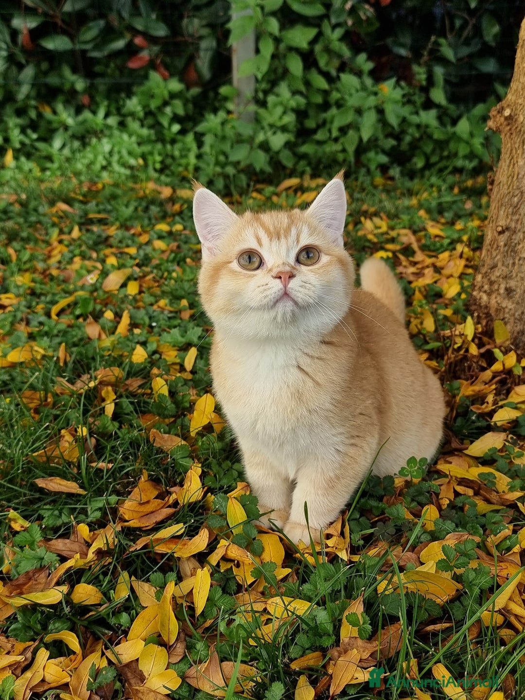 Scottish gatti in vendita: Scottish Straight  - Annuncio 5