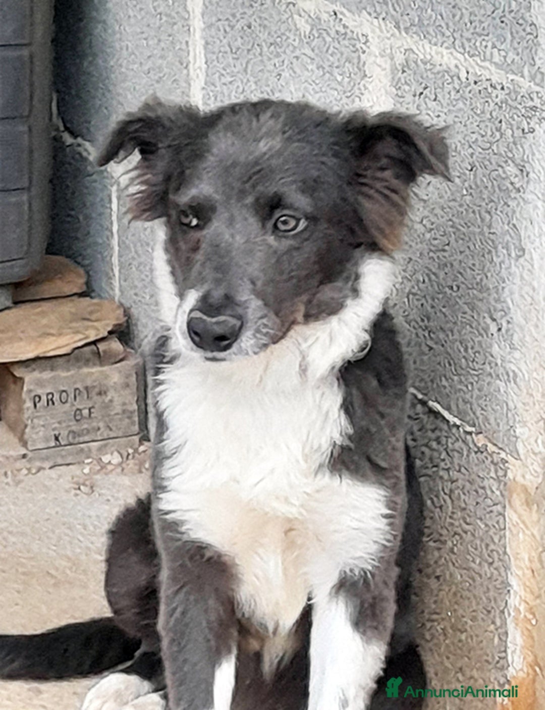 Meticcio cani in regalo: Dylan cucciolo in adozione - Annuncio 5