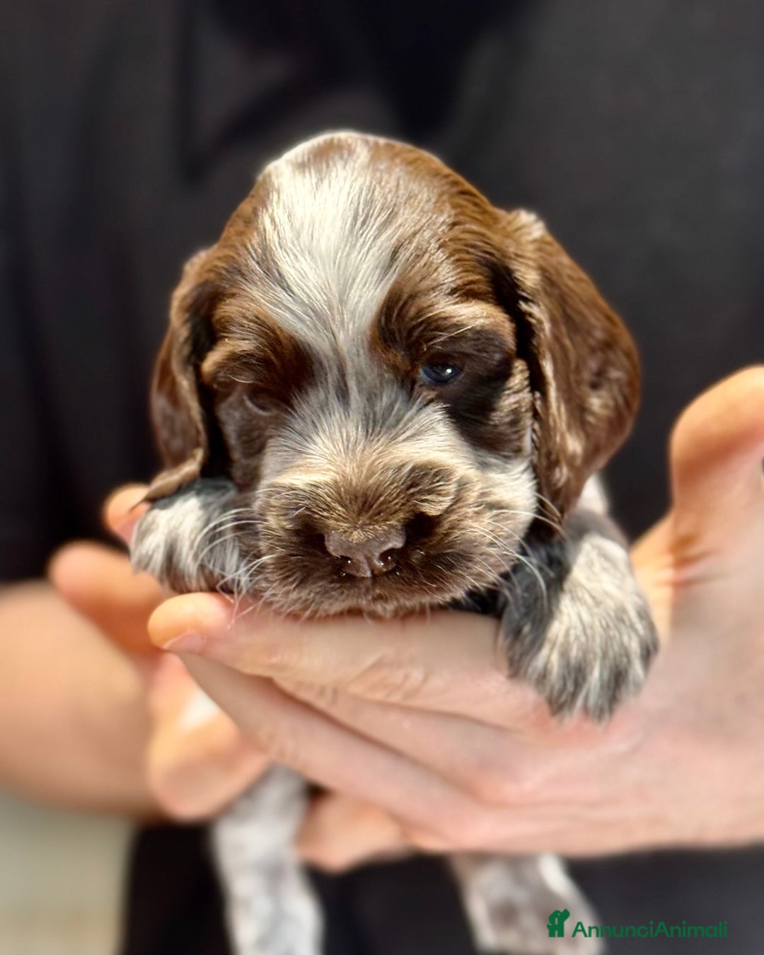 Cocker cani in vendita: Cocker Spaniel Inglesi - Cioccolato Roano  - Annuncio 23