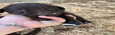 Labrador 8