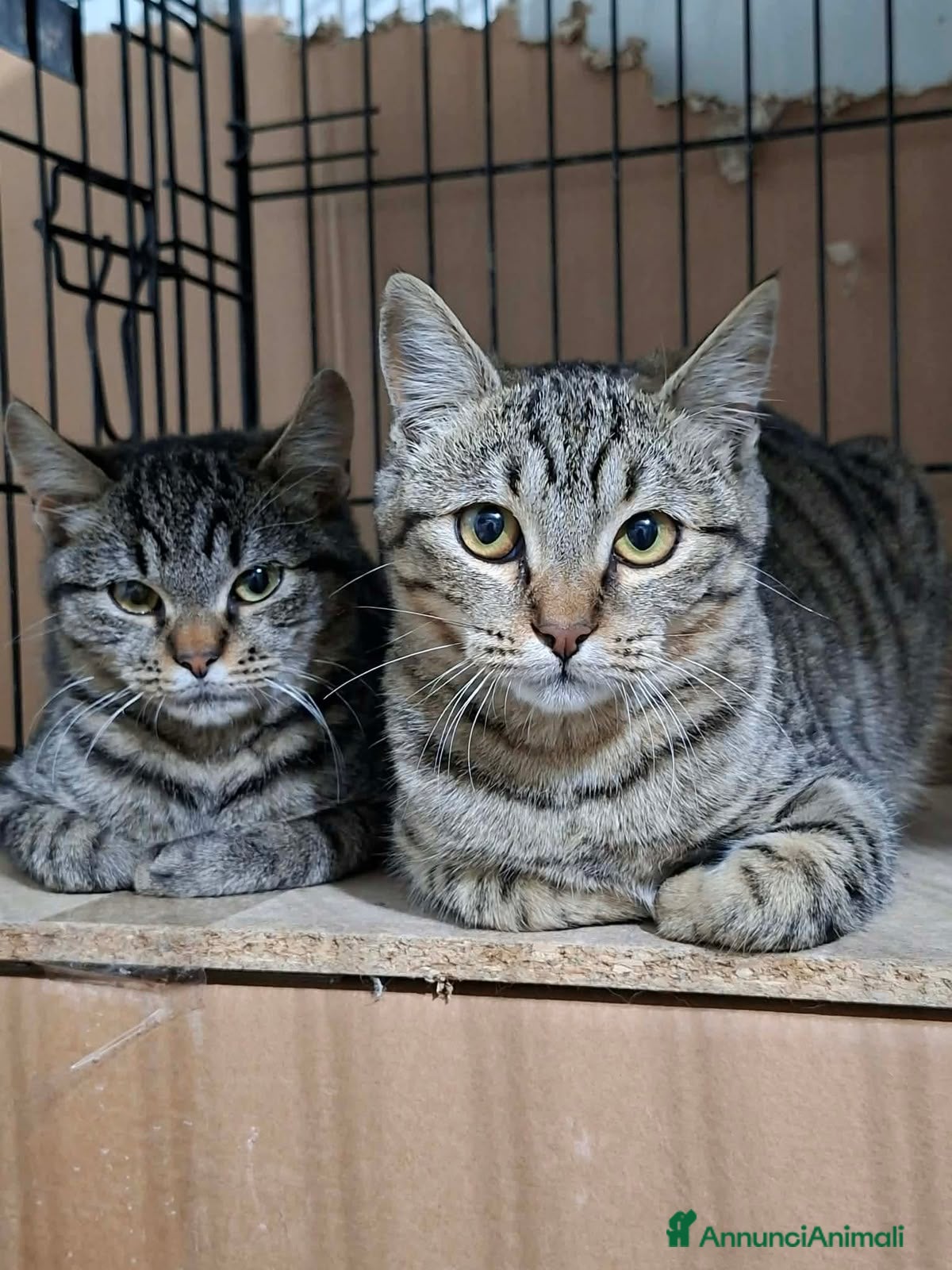 Altre razze gatti in regalo: SANDRA E RAIMONDO 🏡 - Annuncio 7